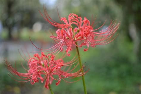 紅蓮華 彼岸花|彼岸花（ヒガンバナ）ってどんな花？別名や赤・黄色・白の花言。